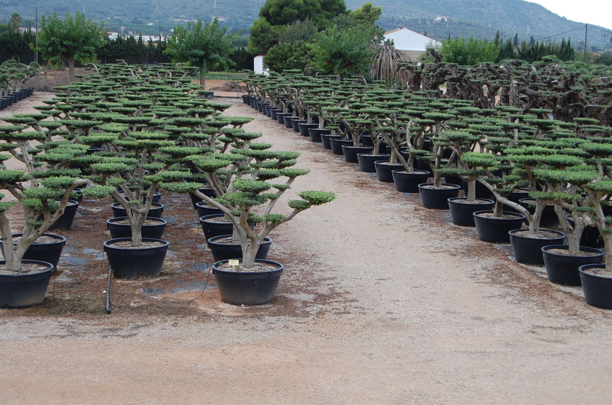 Zeytin macrobonsai   Olea europea
